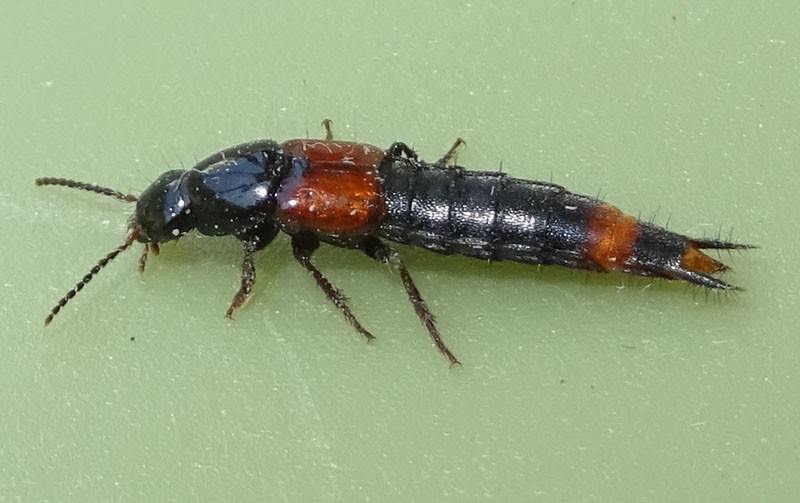 Staphylinidae: Astrapaeus ulmi